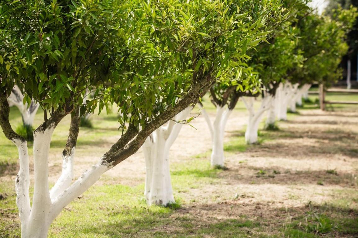 אוריסטאנו Agriturismo Archelao מראה חיצוני תמונה