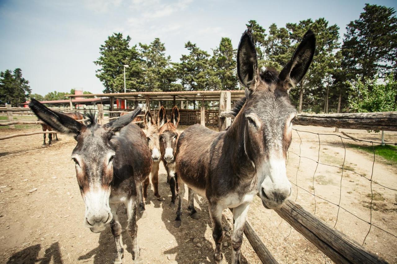 אוריסטאנו Agriturismo Archelao מראה חיצוני תמונה